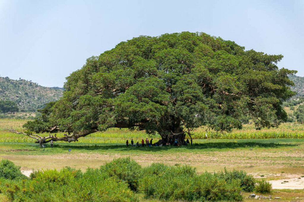 pohon sycamore eritrea