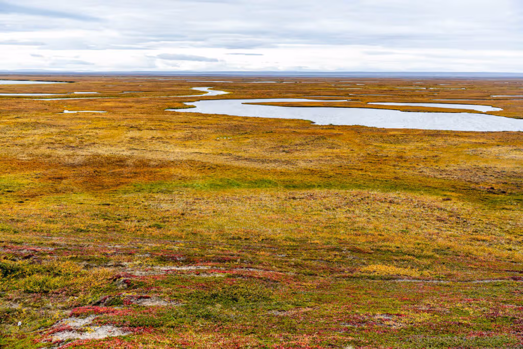 Tundra ártica