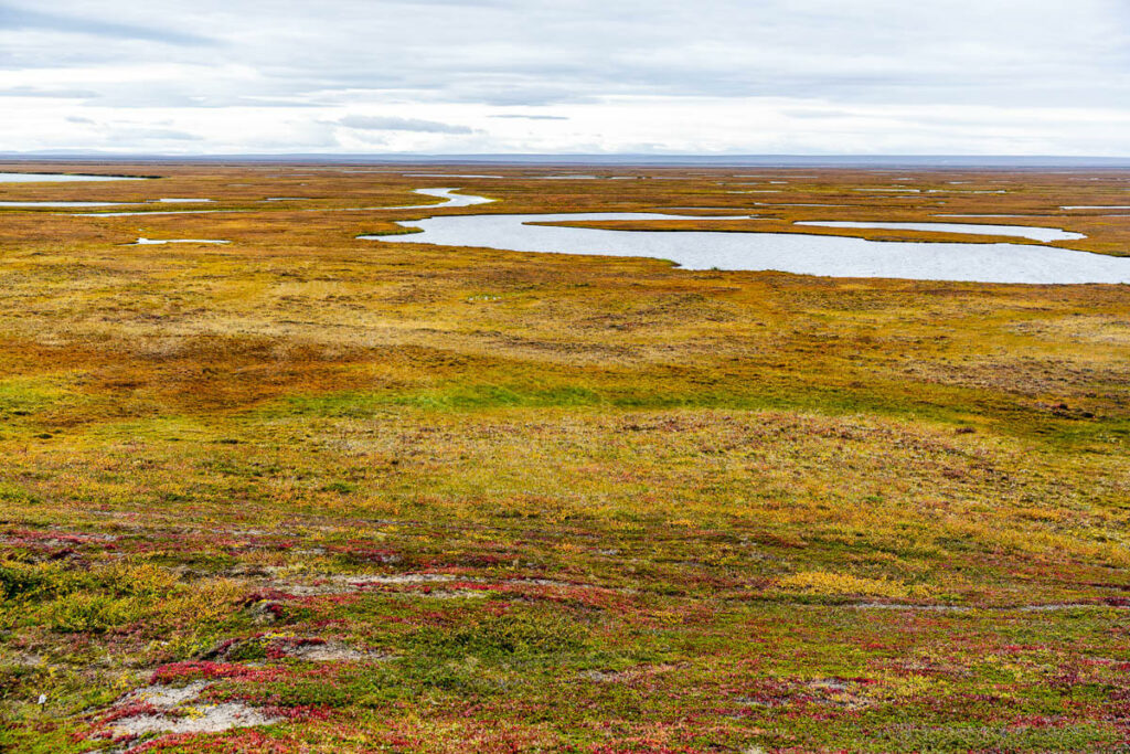 Tundra ártica