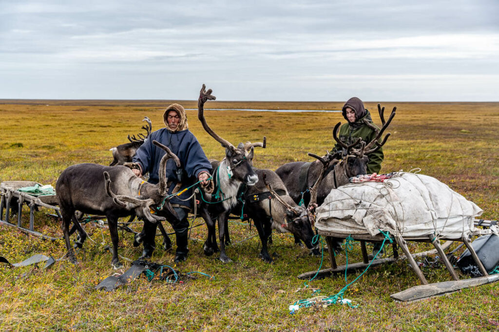 La vida cotidiana de los nenets