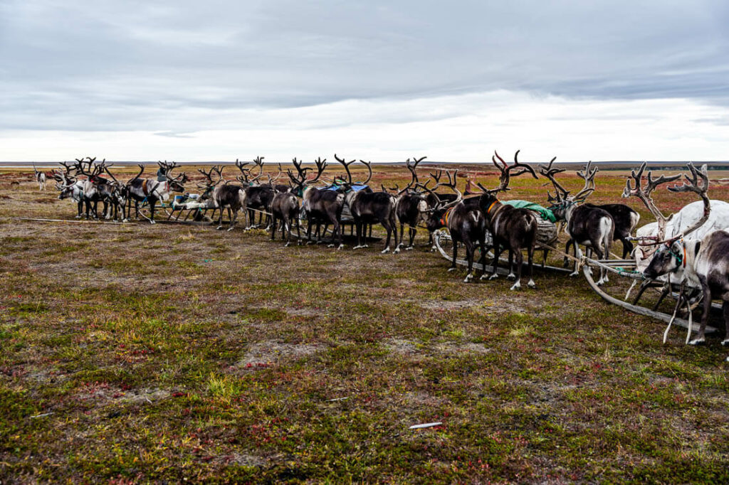 Nenets migration