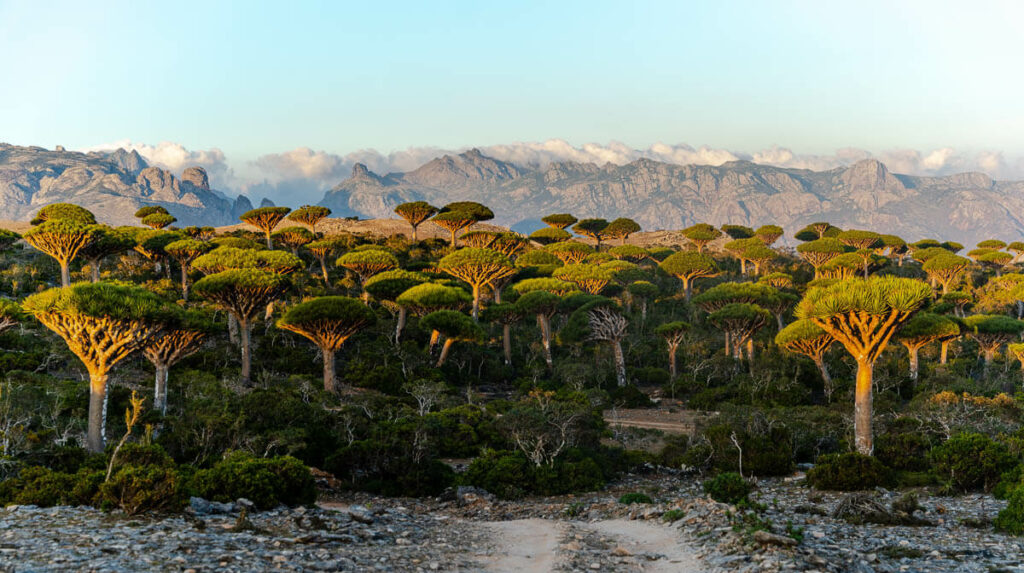 Trip to Socotra