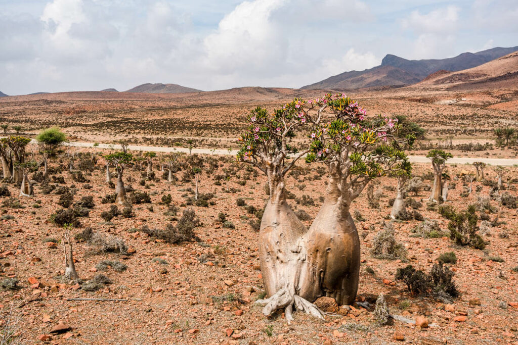 visit Socotra