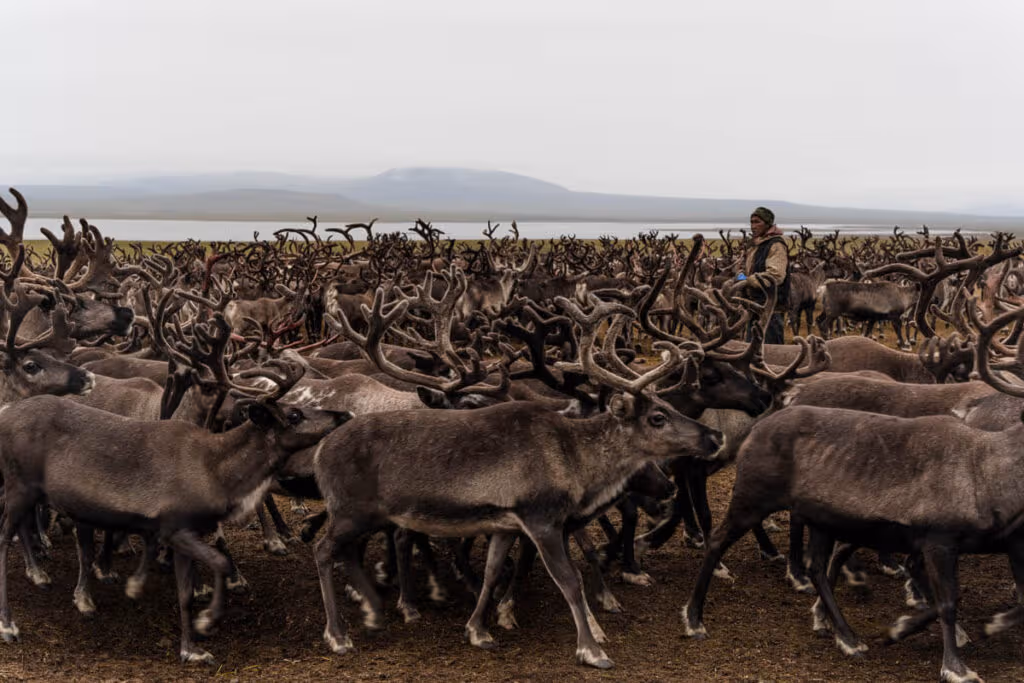 Reindeers Chukotka