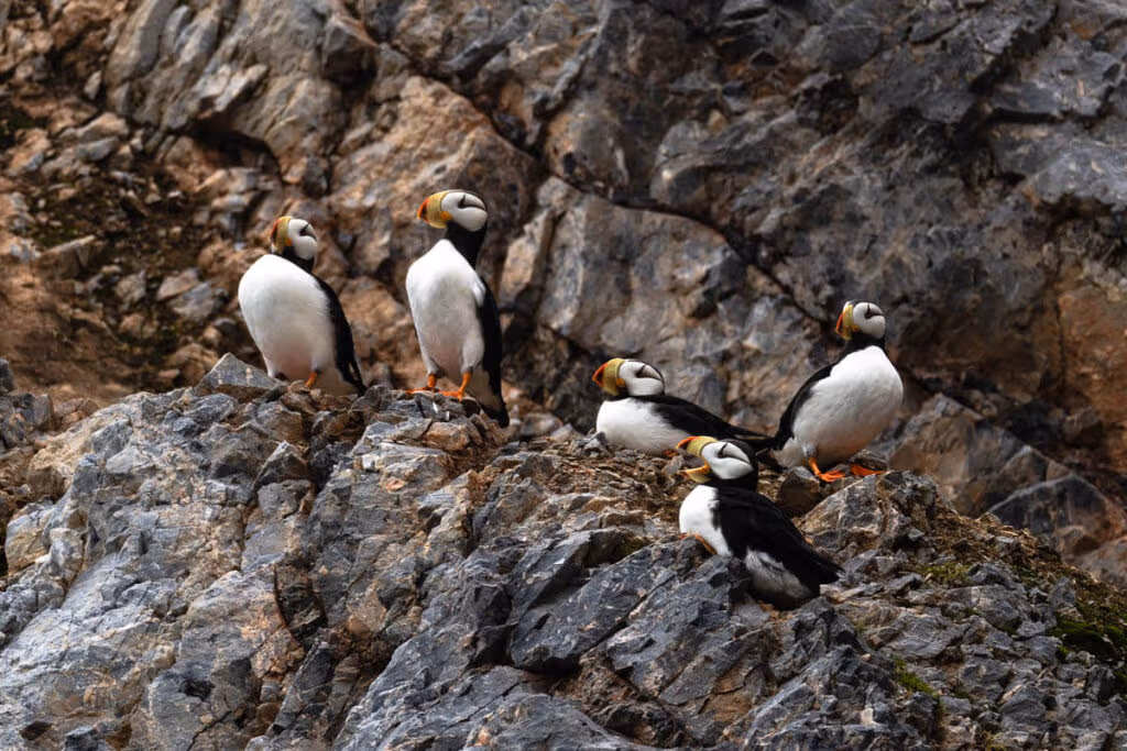 Puffins Chukotka
