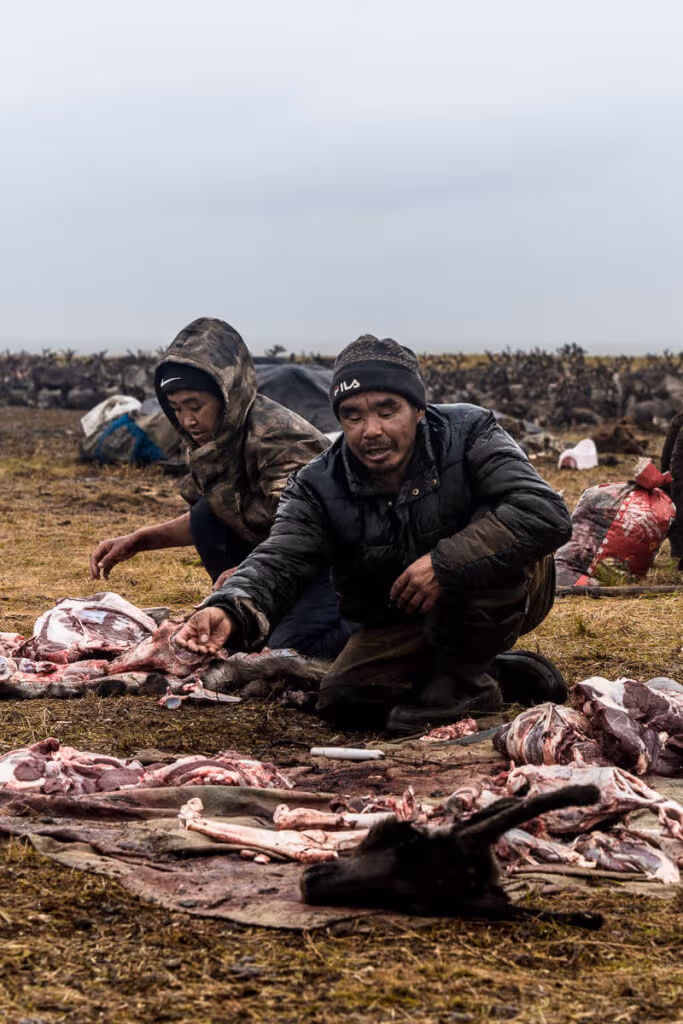 Reindeer Chukchi