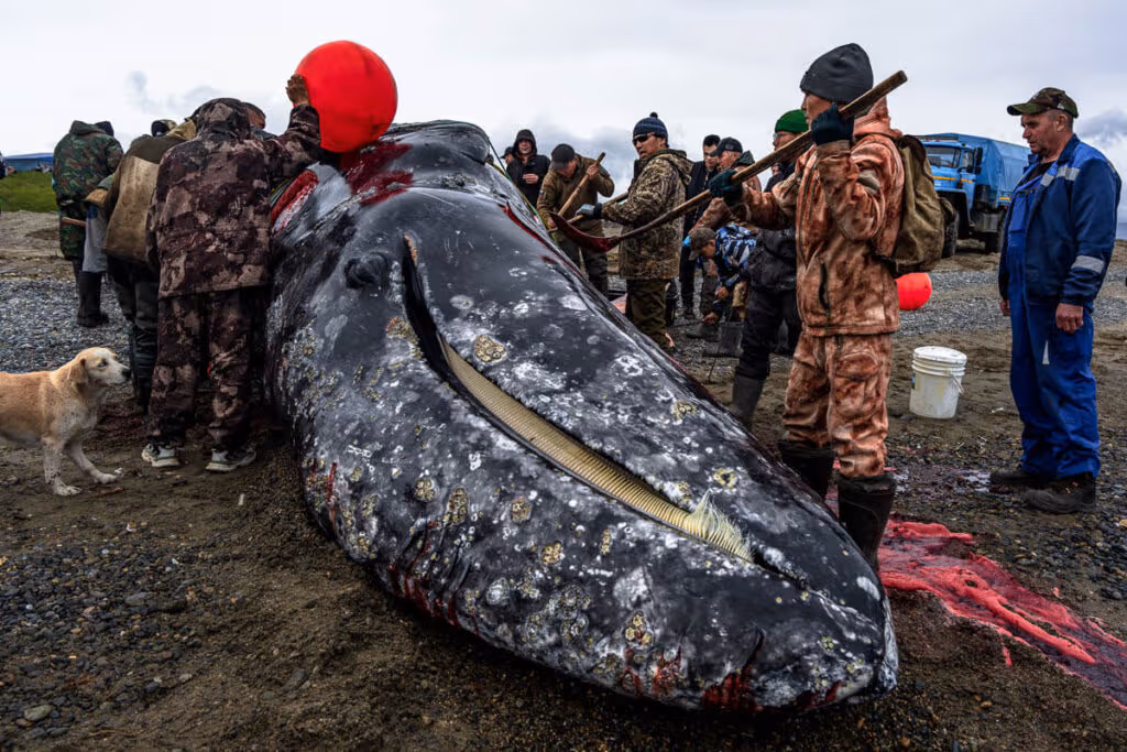 Killing whales in Chukotka