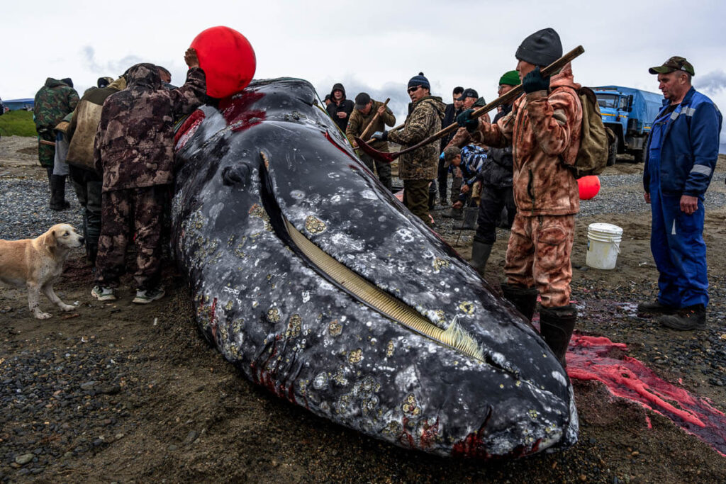 Killing whales in Chukotka