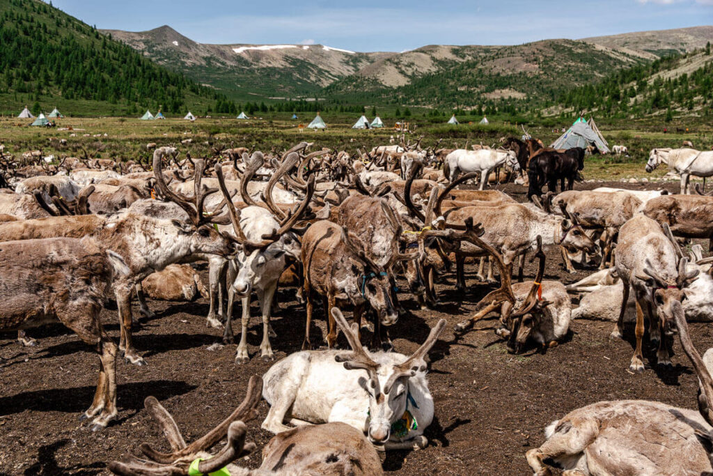 Reindeer herders Mongolia