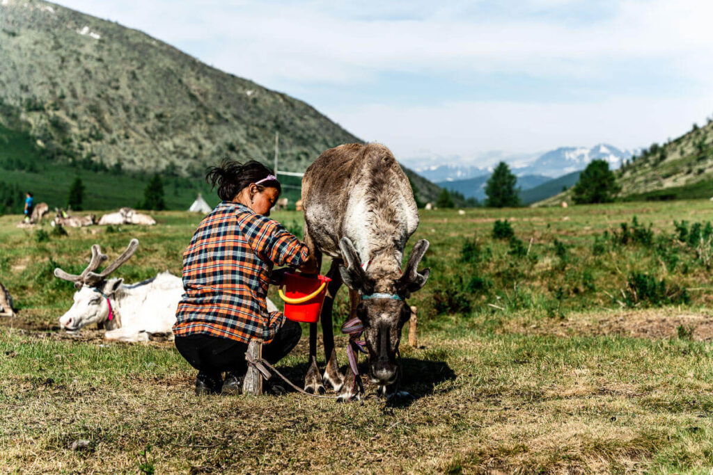 Milking a reindeer
