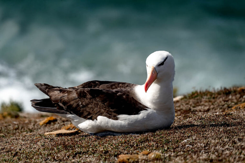 Albatros, Saunders Island