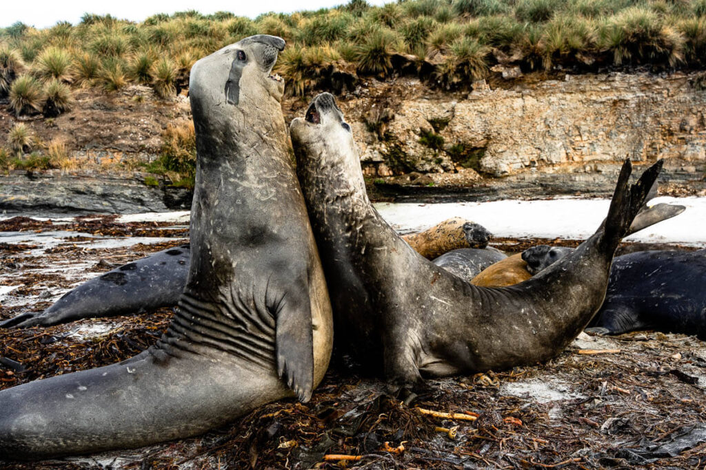 Best time to visit Falkland Islands