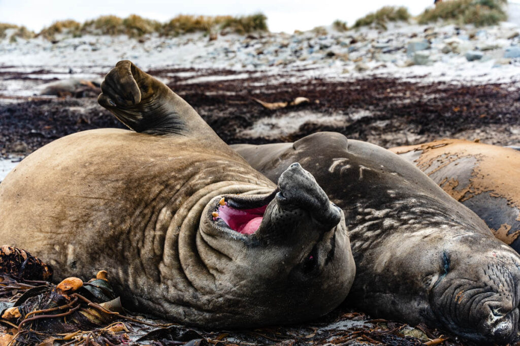 Falkland Islands itinerary