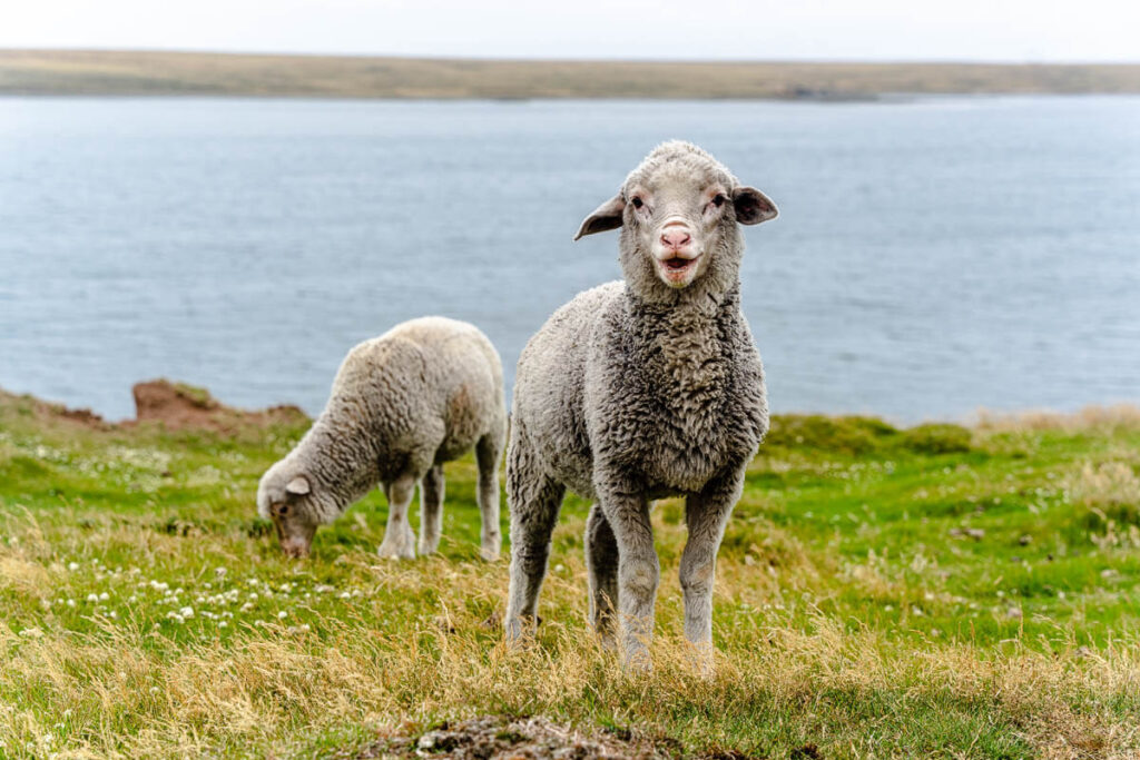 Falkland Islands sheep