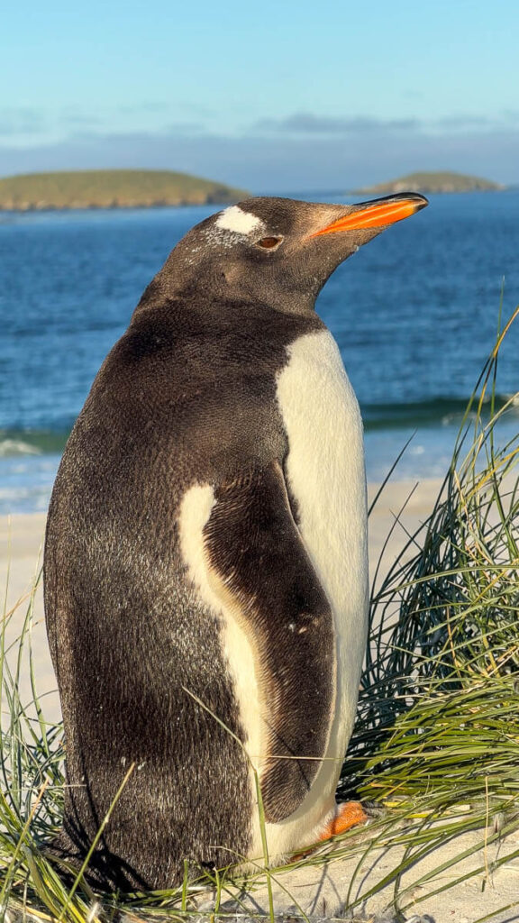 Gentoo penguin Falkland Islands