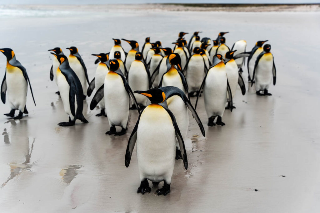 Places to visit in the Falkland Islands