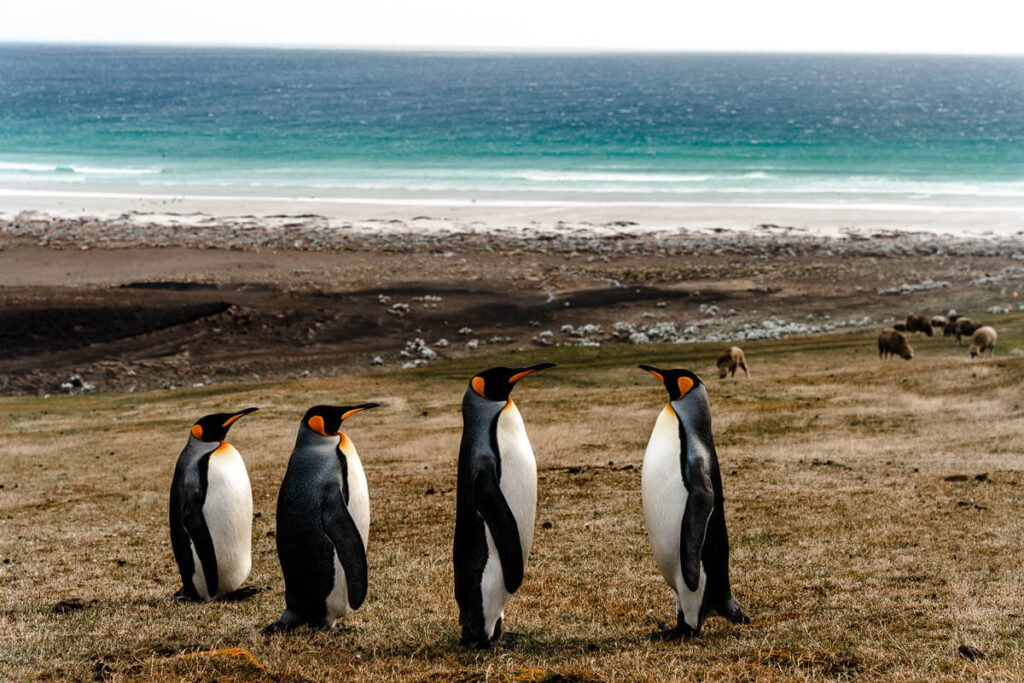 Travel to Falkland Islands