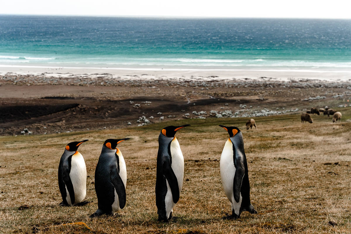 Falkland Islands Travel Guide (2026)