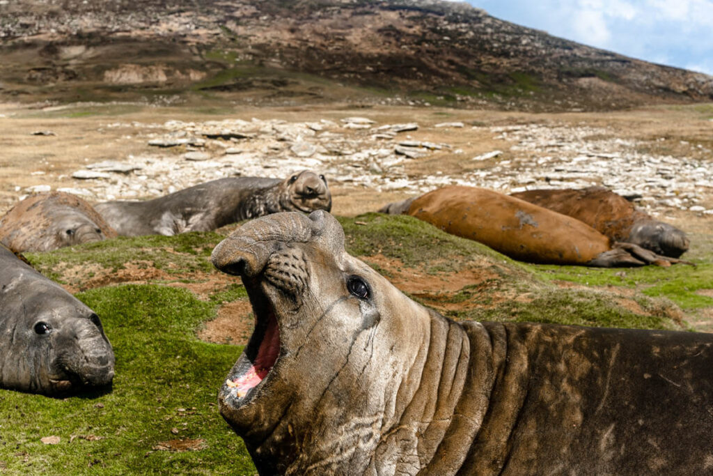 Visit the Falkland Islands