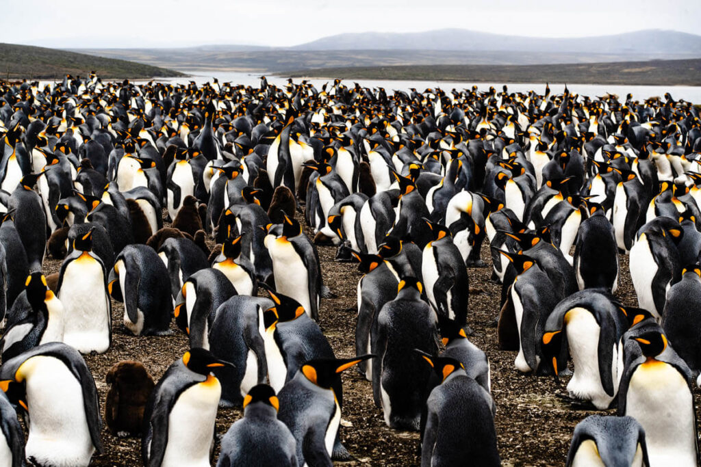 Volunteer Point, Falkland Islands