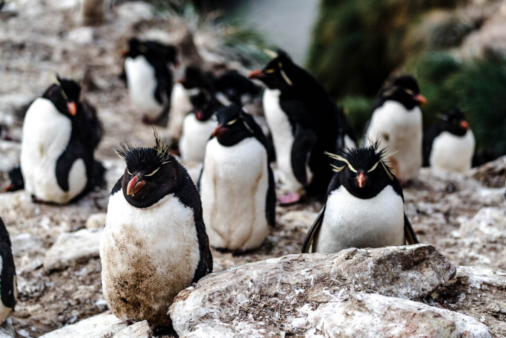 What to do in Falkland Islands