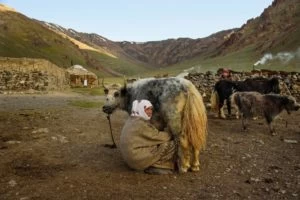 A Kyrgyz woman milking her yak