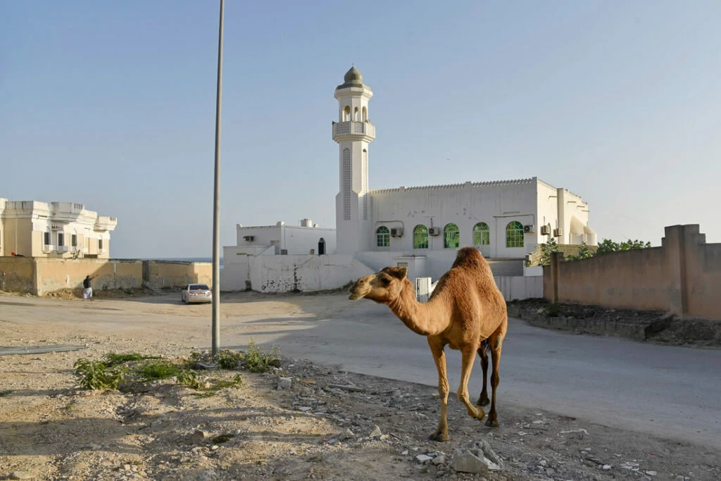 Dalkut Oman