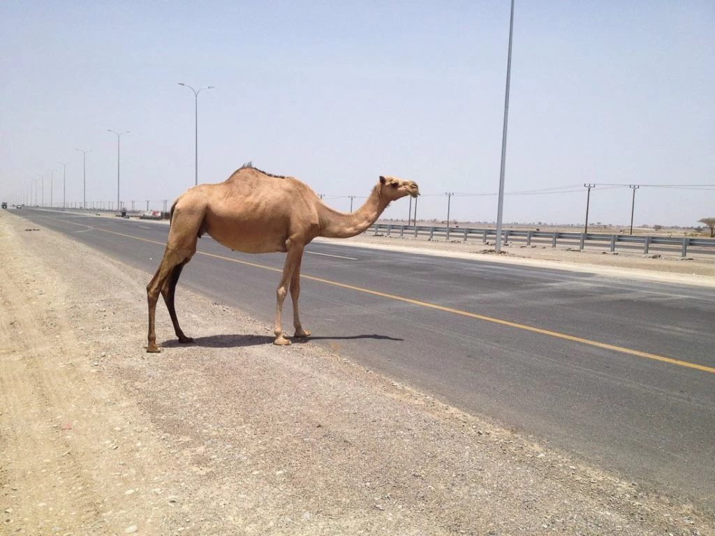 cómo ir de Muscat a Salalah